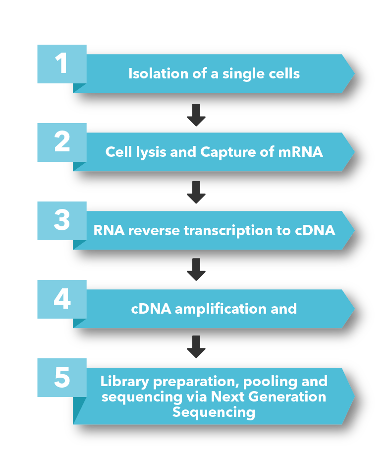 Single Cell Approach